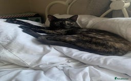 Mixed Breed cats for sale: Sweet little kitten - Image 3