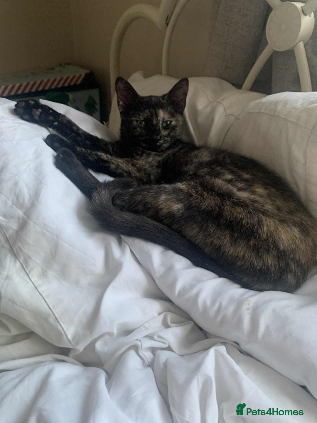 Mixed Breed cats for sale: Sweet little kitten - Image 3