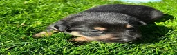 German Shepherd dogs for sale: Meet the German Shepherd Puppy Of Your Choice in Norwich - Advert 7