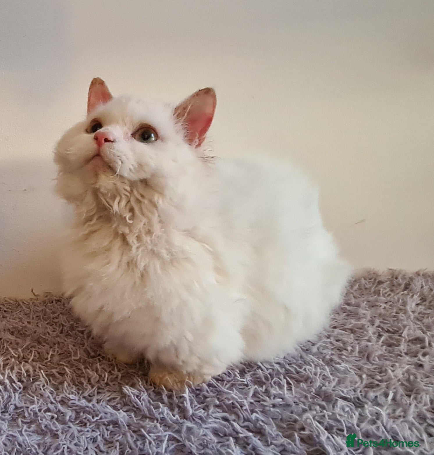 Munchkin cats Handsome Male Munchkin - Advert 5