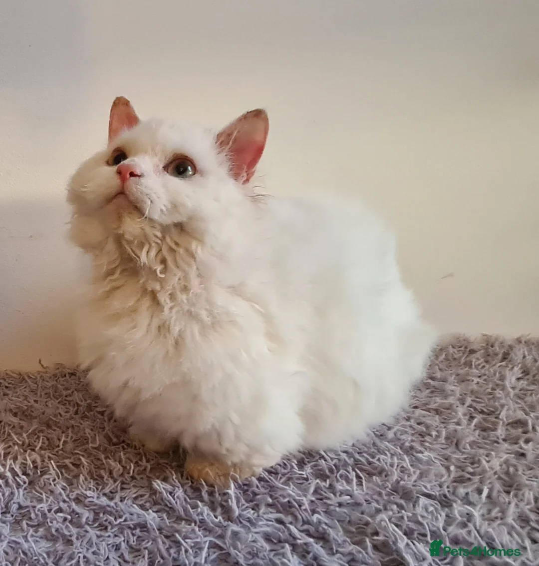 Munchkin cats for sale: Handsome Male Munchkin - Advert 1