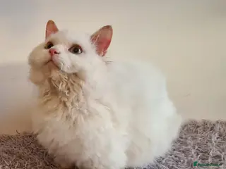 Munchkin cats Handsome Male Munchkin - Advert 5