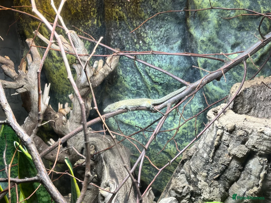 Gecko reptiles for sale: Bauer’s Chameleon Gecko - Advert 2