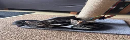 Mixed Breed cats for sale: 2 gorgeous female kittens for sale. in Eastleigh - Advert 3