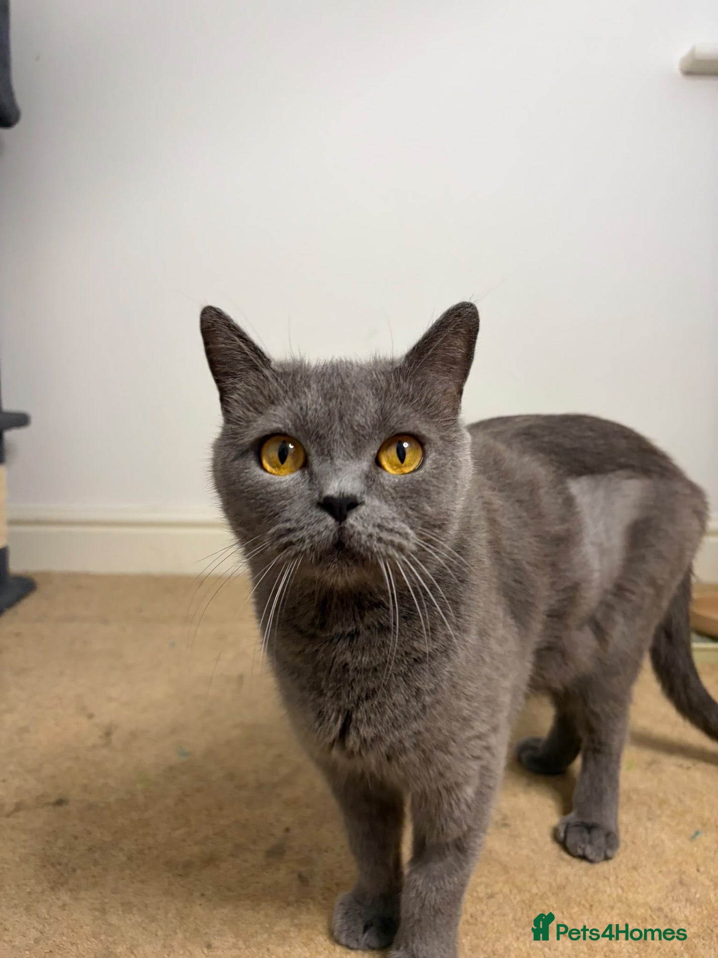British Shorthair cats Adult female British Shorthair cat - Advert 1