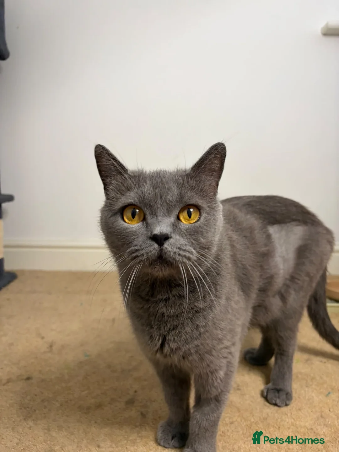 British Shorthair cats for sale: Adult female British Shorthair cat - Advert 1