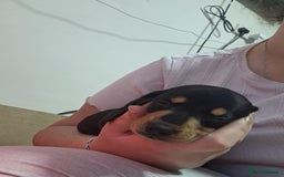 Miniature Dachshund dogs for sale: 5 gorgeous miniature dachshund puppies for sale  - Image 25