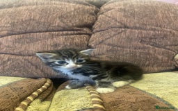 Mixed Breed cats for sale: Kittens for sale - Image 4