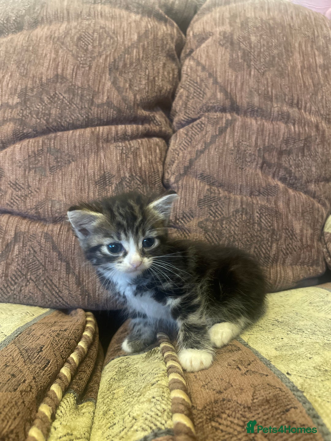 Mixed Breed cats for sale: Kittens for sale - Image 4