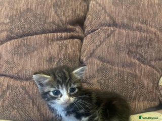 Mixed Breed cats - Advert 23