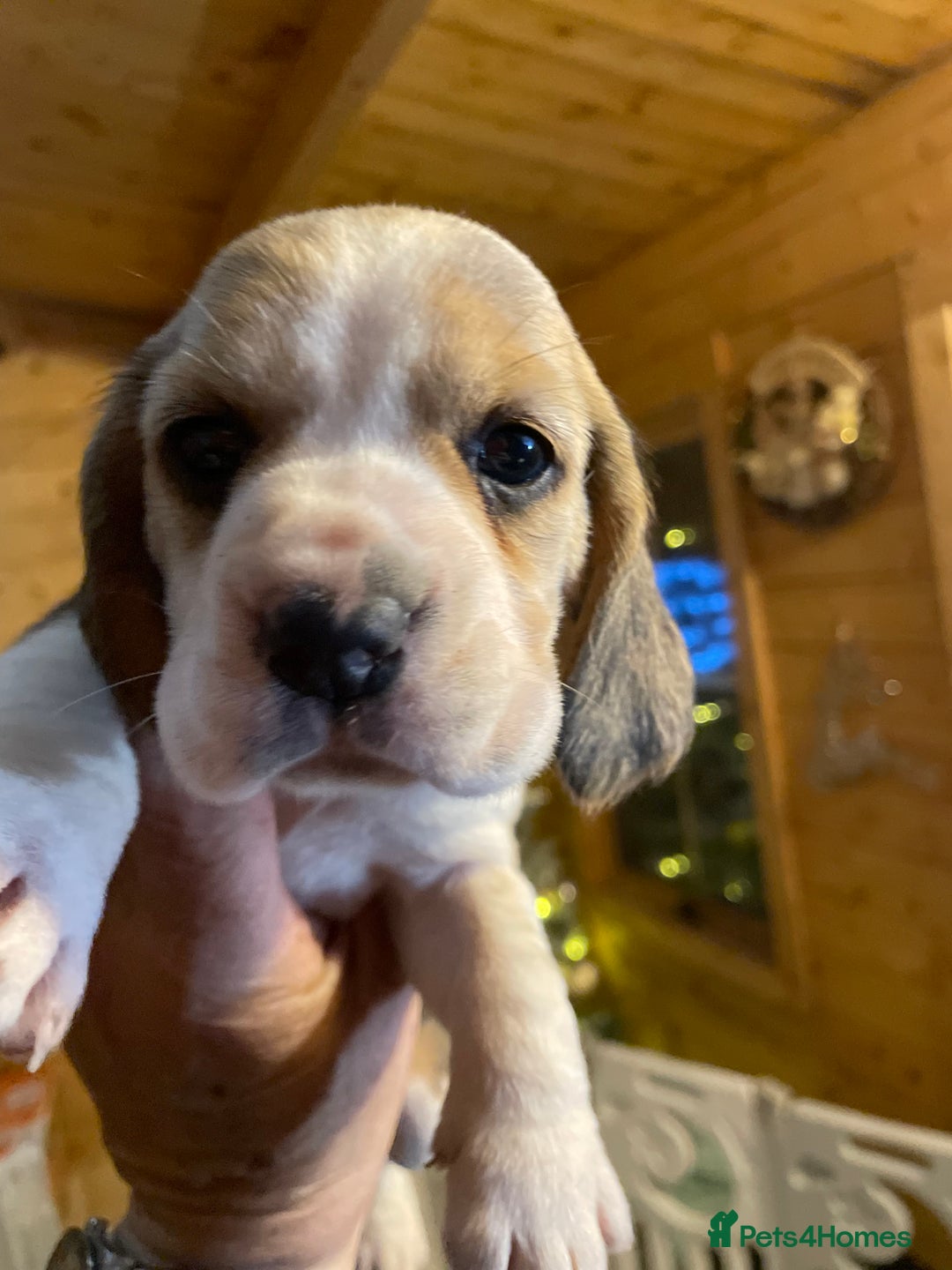 Beagle dogs for sale: 2tri girls kc reg ready after  **   - Advert 22