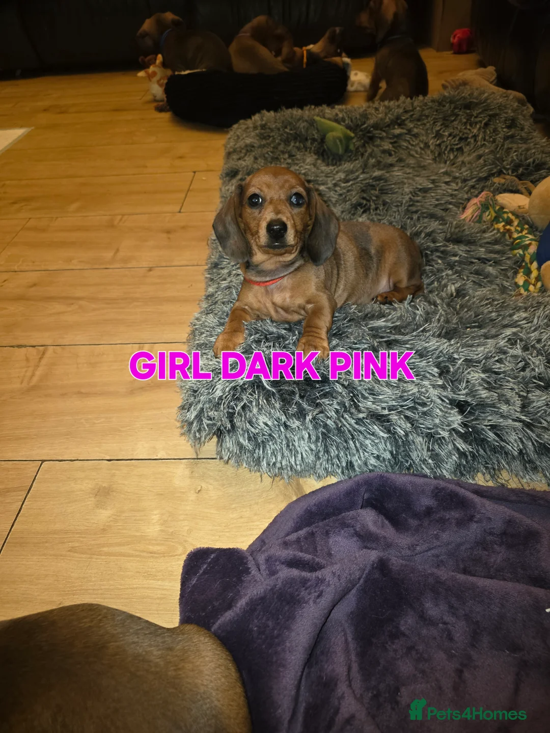 Miniature Dachshund dogs for sale: Ready now 4 beautiful KC registered girls  - Advert 3