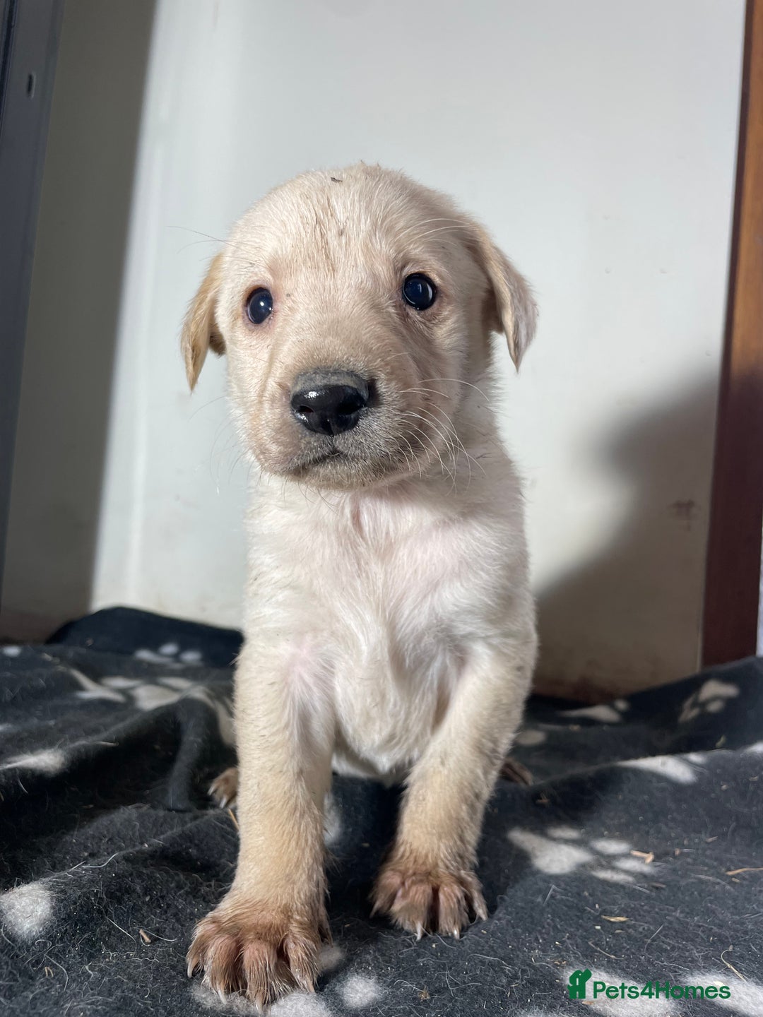 Labrador Retriever dogs for sale: Stunning chunky Labrador pups  - Advert 26