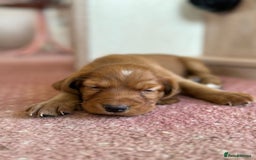 Cocker Spaniel dogs for stud: KC REGISTERED RED COCKER SPANIEL STUD PROVEN in Southampton - Image 8