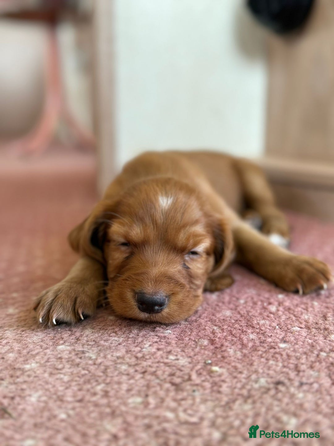 Cocker Spaniel dogs for stud: KC REGISTERED RED COCKER SPANIEL STUD PROVEN in Southampton - Image 8