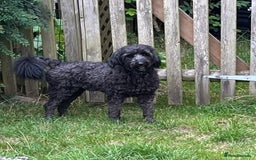 Bordoodle dogs for sale: BORDOODLE  neutered male  - Image 13