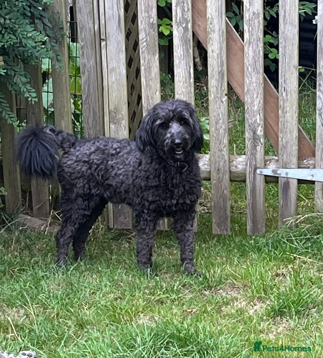 Bordoodle dogs for sale: BORDOODLE  neutered male  - Image 13