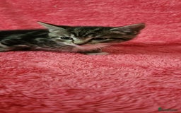 European cats for sale: Kitten  - Image 6