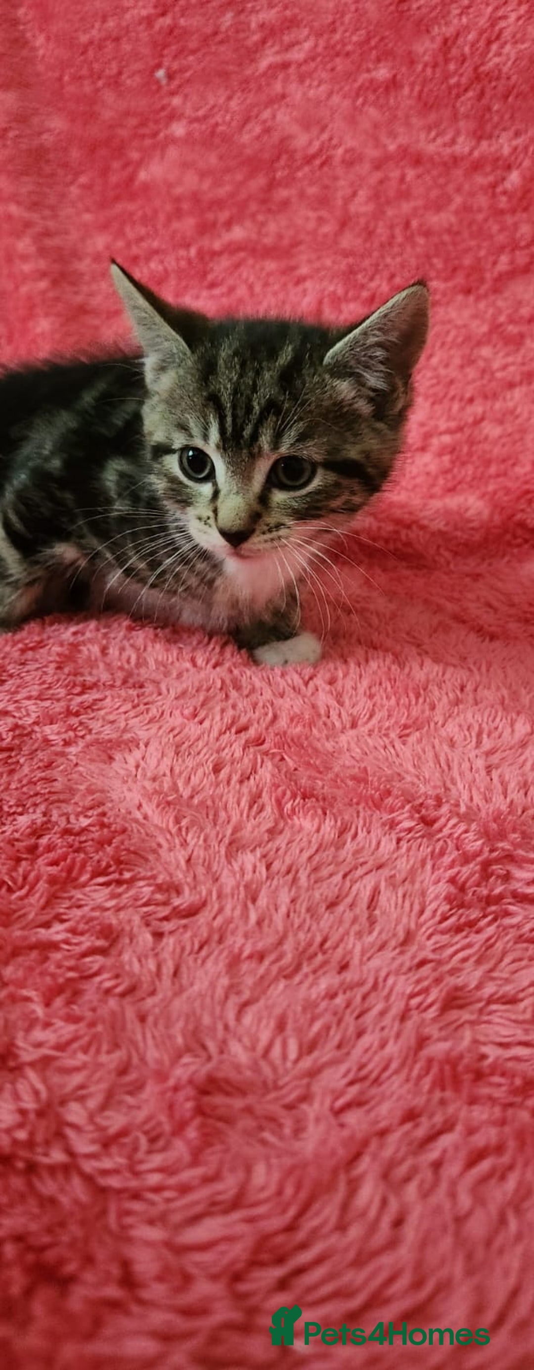 European cats for sale: Kitten  - Image 6