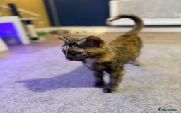 Mixed Breed cats for sale: Tortoiseshell female - Image 3