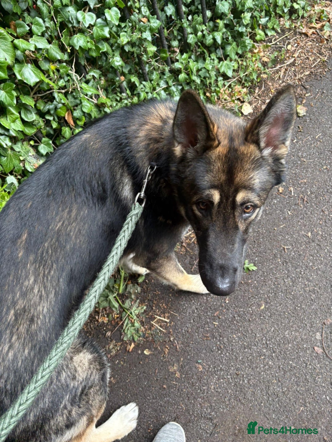 Shepsky dogs for sale: Adult pup for sale  - Image 2