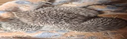 Pygmy Hedgehog rodents for sale: Baby pygmy hedghogs ready in november - Advert 2