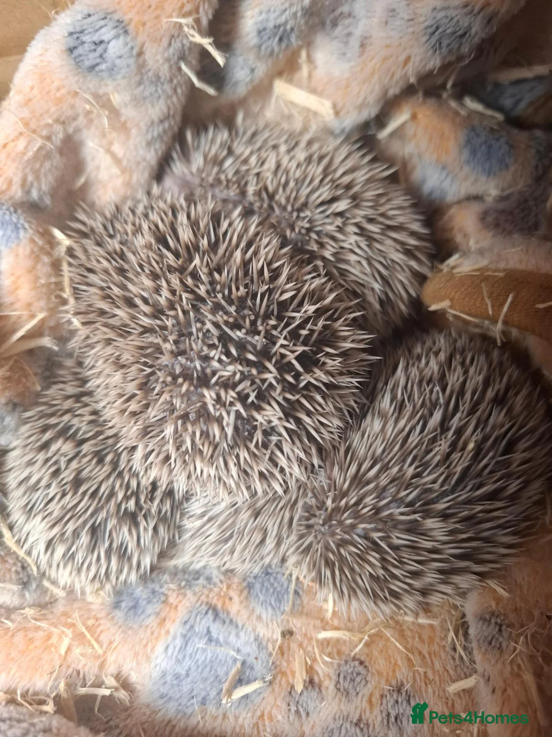 Pygmy Hedgehog rodents for sale: Baby pygmy hedghogs ready in november - Advert 2