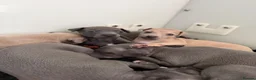 Italian Greyhound dogs for sale: KC reg Italian greyhounds - Advert 6