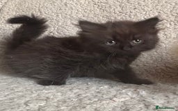 Ragdoll cats for sale: Gorgeous Kittens Available  - Image 9
