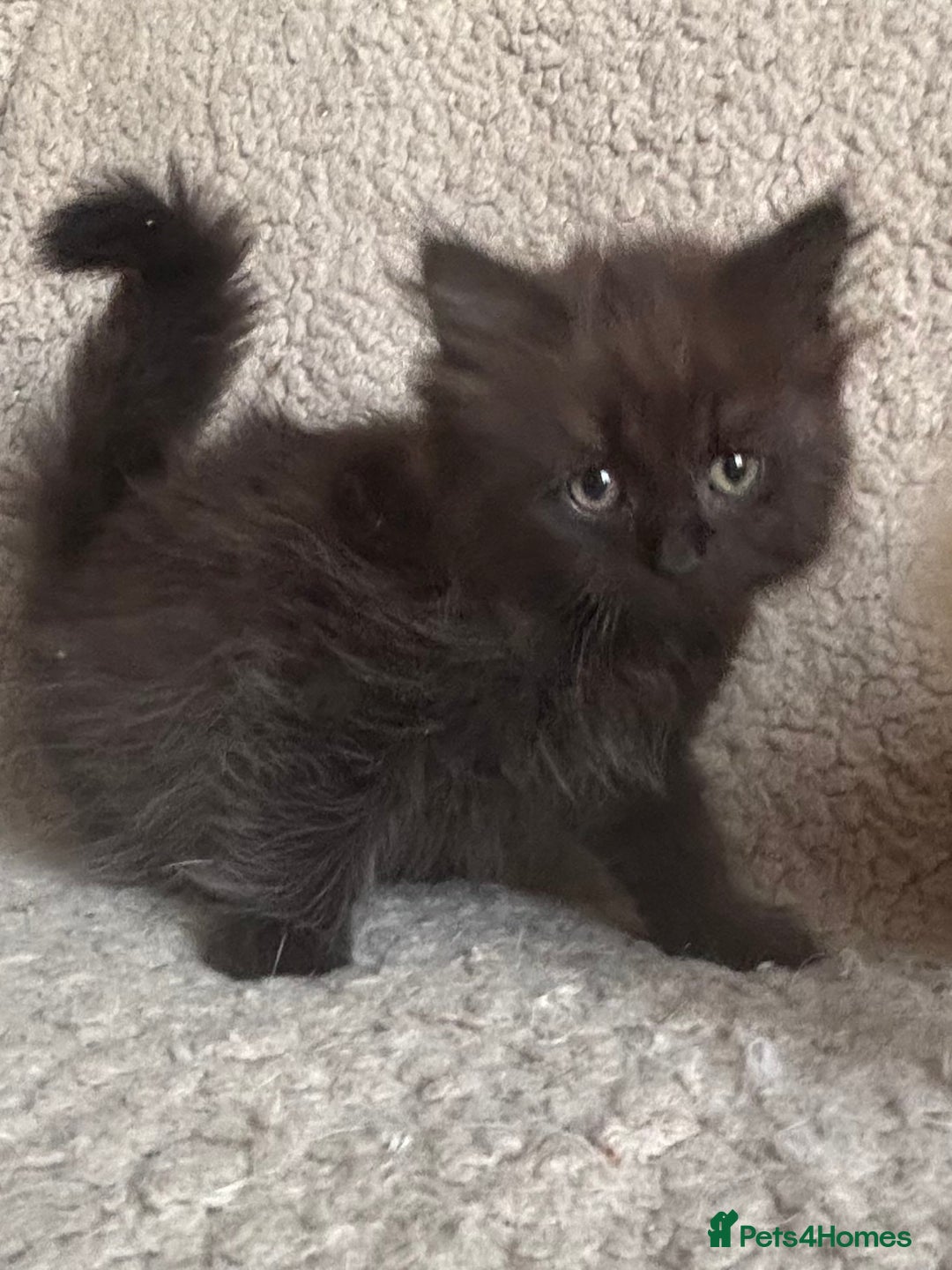 Ragdoll cats for sale: Gorgeous Kittens Available  - Image 9