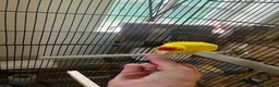 Parakeets birds for sale: Lovely yellow Kakariki  - Advert 3