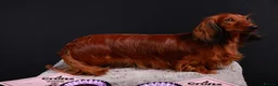 Miniature Dachshund dogs for sale: Show class mini longhair pups from Crufts winner  - Advert 12