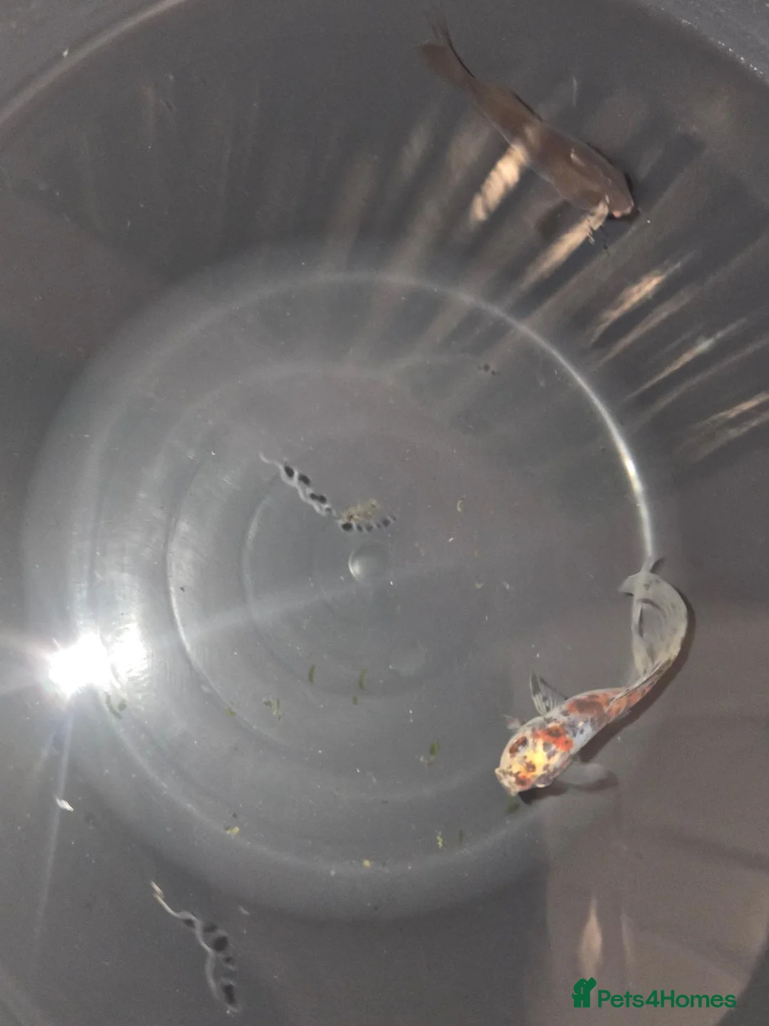 Goldfish fish for sale: 2 goldfish free  - Advert 2