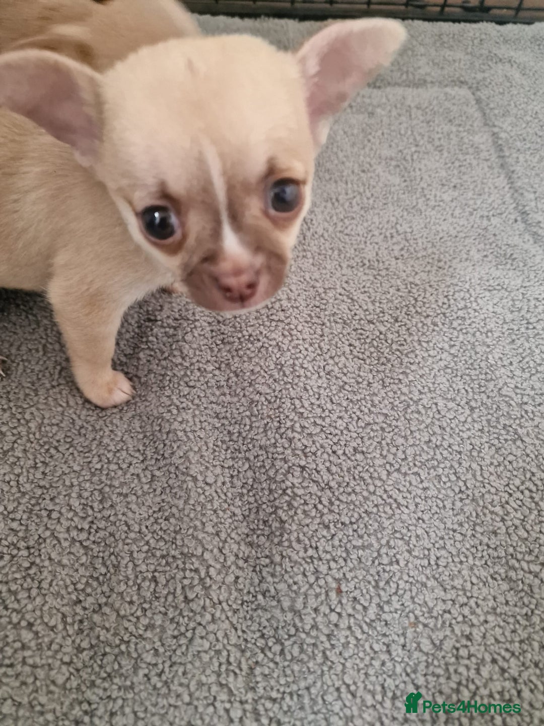Chihuahua dogs for sale: Adorable Chihuahua Puppies Ready Soon!  - Advert 5