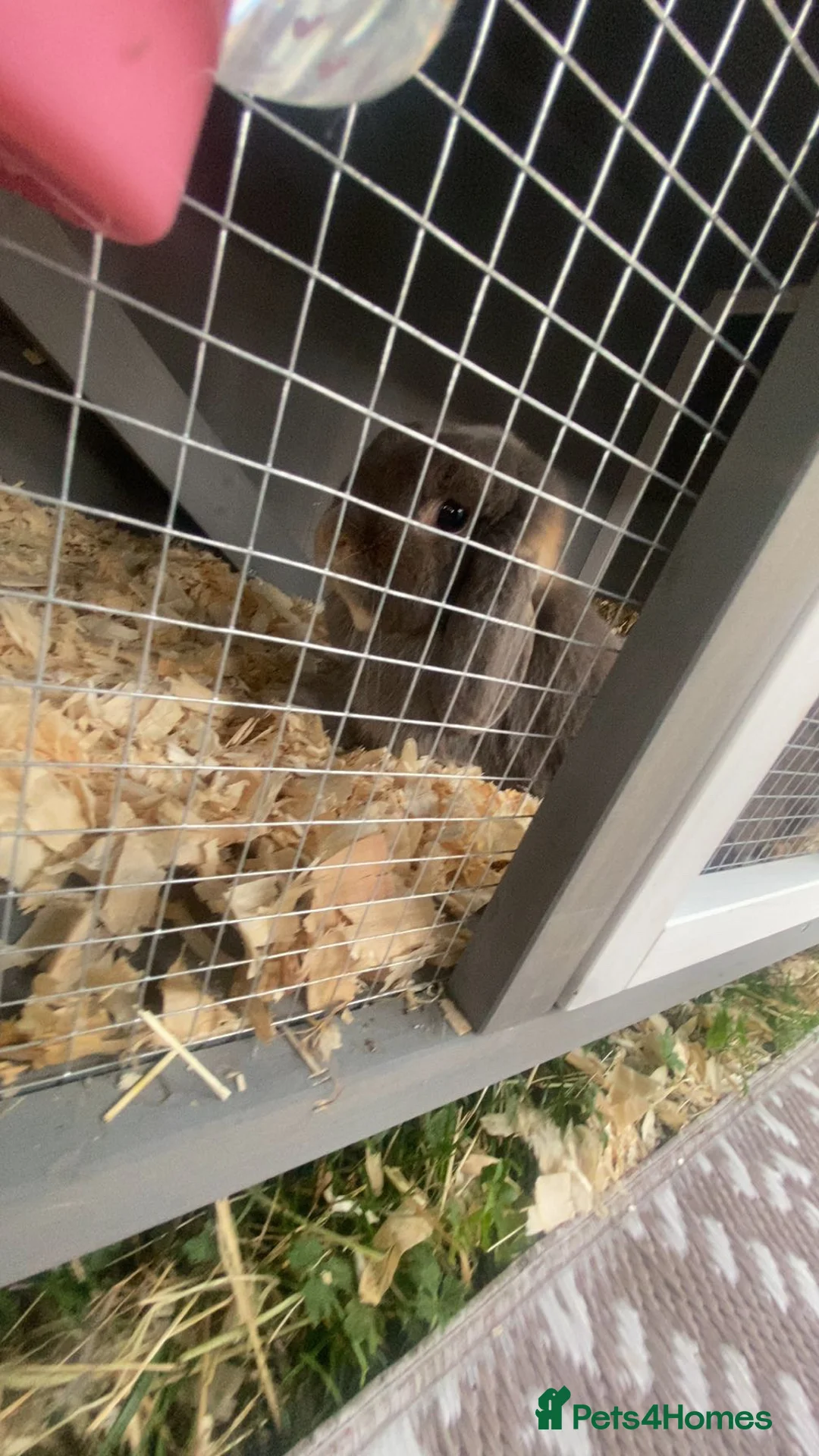 English Lop rabbits for sale: Sad sale of my gorgeous lop - Advert 2