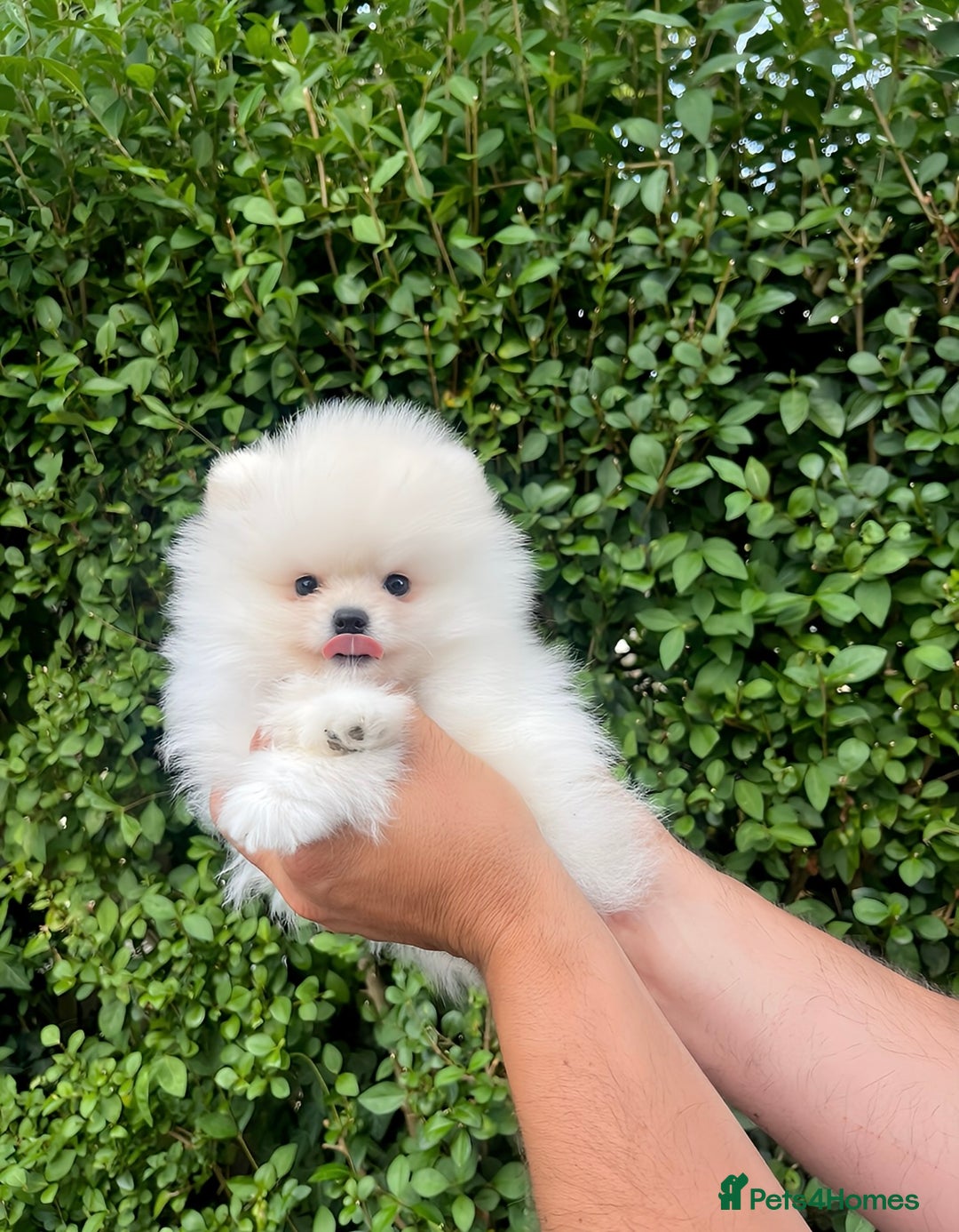 Pomeranian dogs for sale: 💎Extra Small Teddy Face🧸  - Image 3