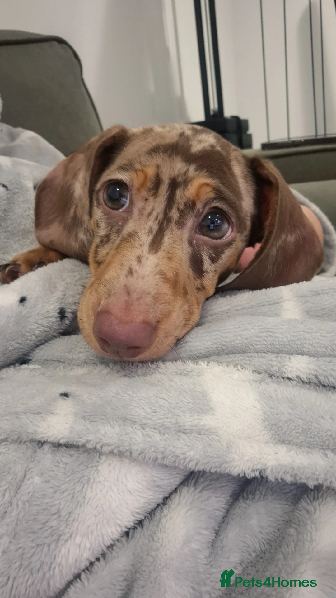 Miniature Dachshund dogs for sale: 14 week old miniature dachshund - Advert 3