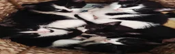 Mixed Breed cats for sale: READY NOW ..Beautiful black and white kittens  - Advert 8