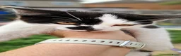 Mixed Breed cats for sale: Fluffy kittens looking for home - Advert 4
