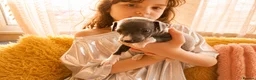 Italian Greyhound dogs for sale: 1 BOY LEFT Italian Greyhound Puppies - Advert 7