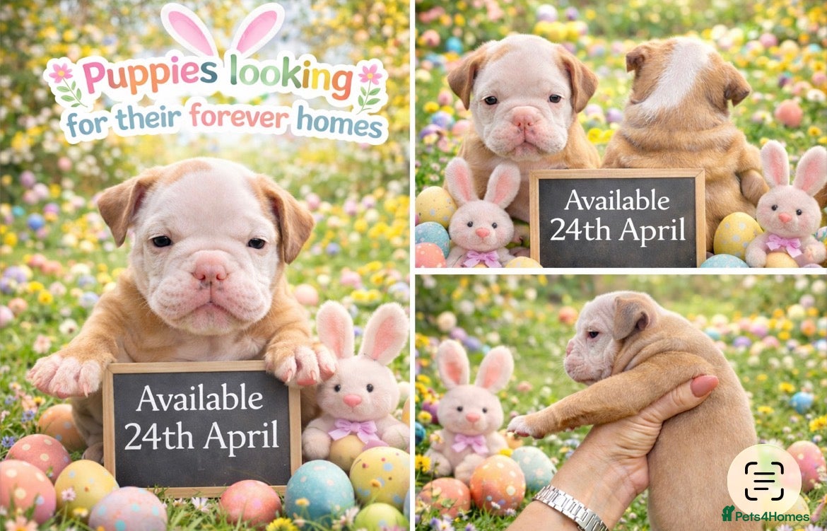 Old Tyme Bulldog dogs 8 Chunky beautiful Old Tyme Bulldog Puppies  - Advert 1