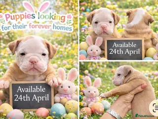 Old Tyme Bulldog dogs 8 Chunky beautiful Old Tyme Bulldog Puppies - Advert 2