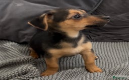 Jack Russell dogs for sale: ❤️Beautiful Jackrussels❤️ - Image 12