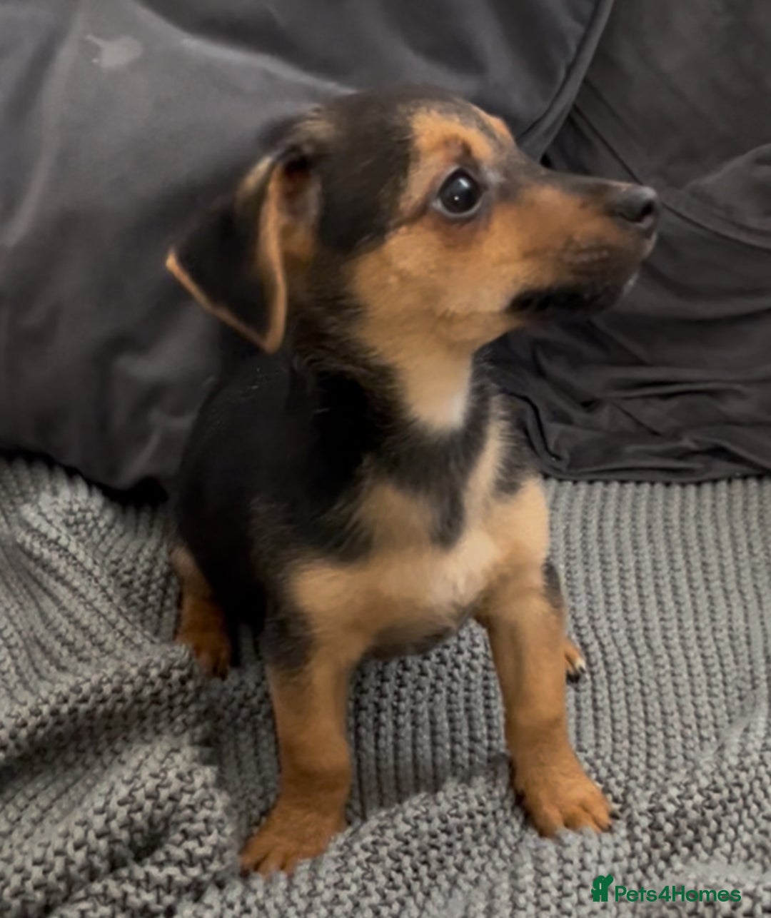 Jack Russell dogs for sale: ❤️Beautiful Jackrussels❤️ - Image 12
