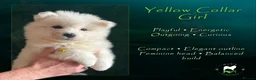 Samoyed dogs for sale: KC Registered Samoyeds from Proven Champion Lines - Advert 11