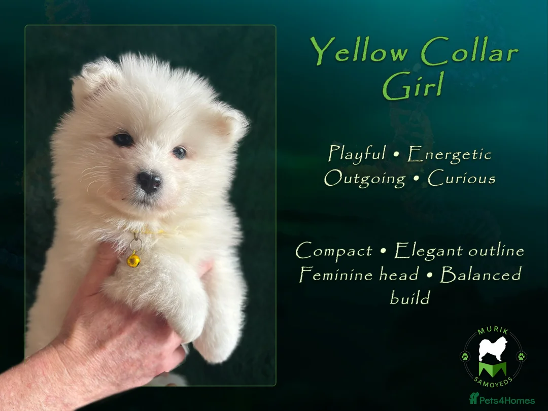 Samoyed dogs for sale: KC Registered Samoyeds from Proven Champion Lines - Advert 11