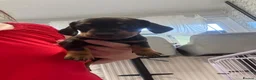 Dachshund dogs for sale: 4 beautiful boys  - Advert 24