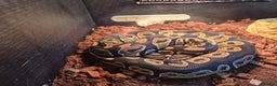 Python Snake reptiles for sale: Royal Python + FULL setup - Advert 5