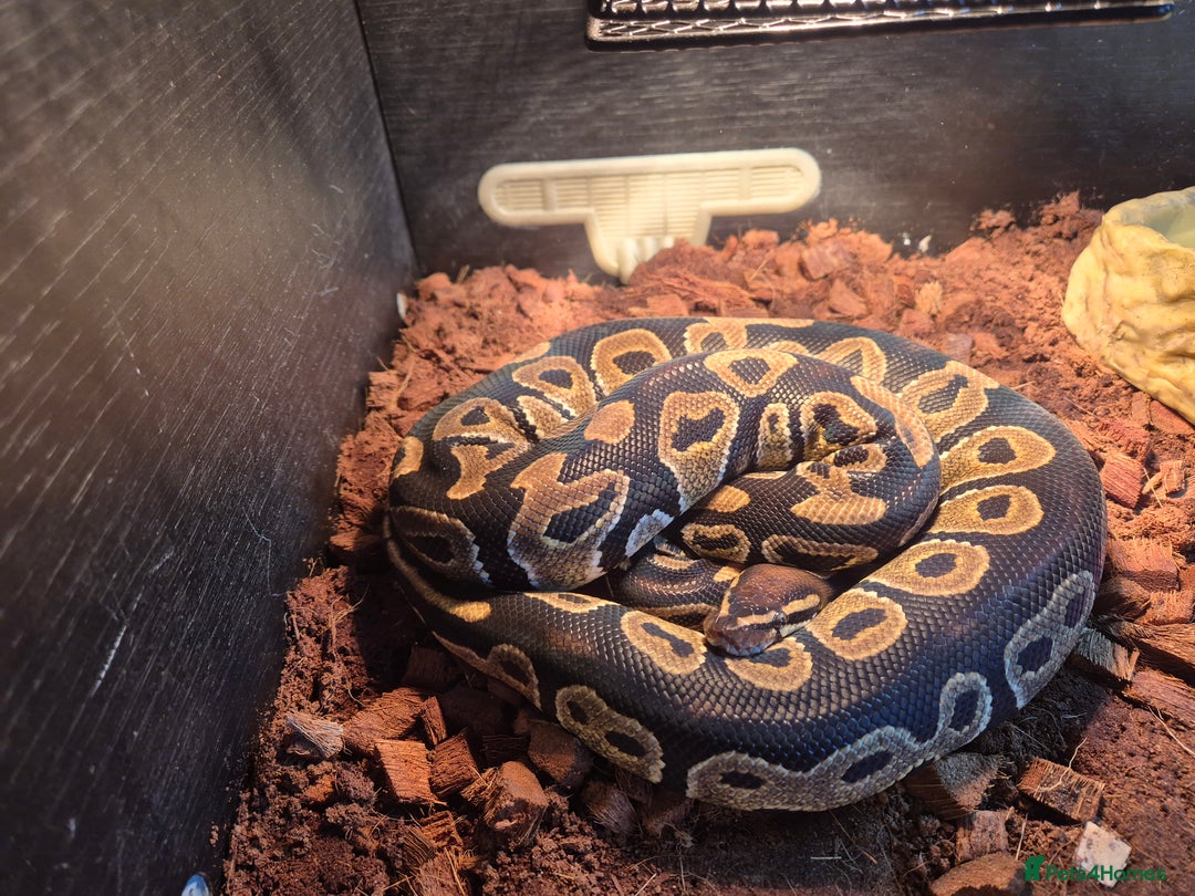 Python Snake reptiles for sale: Royal Python + FULL setup - Advert 5