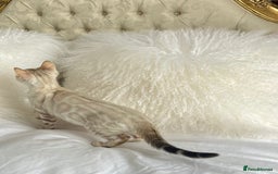 Bengal cats for sale: OUTSTANDING TICA REG BENGAL KITTENS  - Image 2